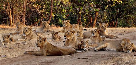 Gir-Lion-pride-pix-PTI1.jpg (2867×1389) | refs | Pinterest | Lion pride ...