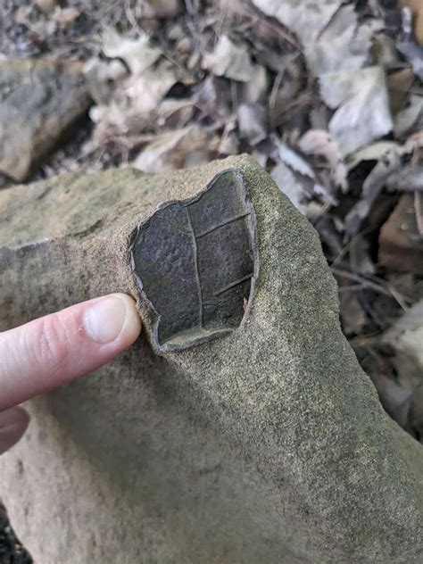 Found these 2 in Michigan's coal basin (Pennsylvanian period bedrock of sandstone and shale ...