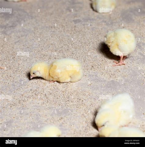 genetically modified improved white meat chicken chicks at a poultry ...
