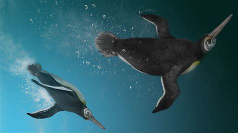Paleontologists Discovered Prehistoric Fossils That Link Giant Penguins ...