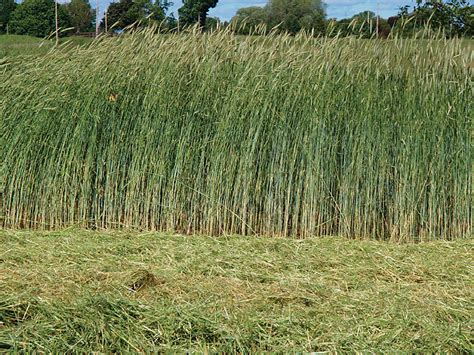 Winter Rye Organic – William Dam Seeds