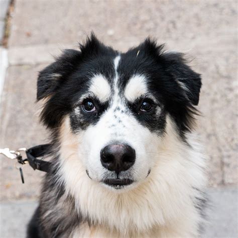 Border Collie Australian Shepherd Husky Mix