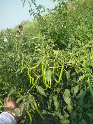 Altret Bio Tech Limited, Surat India.