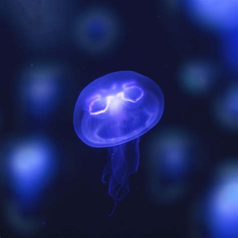 Download Glowing Blue Jellyfish Underwater Wallpaper | Wallpapers.com