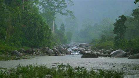 Getaways from Kolkata: 6 forests you can escape to next weekend | Condé ...