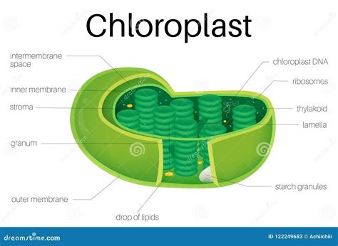 Chloroplast Cartoons, Illustrations & Vector Stock Images - 514 ...