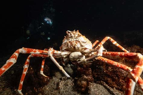 Image result for Alien Hammond Shark