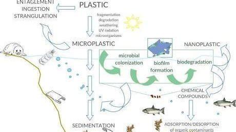 Petition · Rather than dumping plastic into land fills use ...