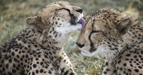 India’s plan to introduce African cheetah shifts focus from endangered ...
