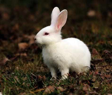 兔子图片-竹篮里的小兔子素材-高清图片-摄影照片-寻图免费打包下载