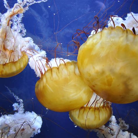 Image result for Jellyfish Tutorial C4d