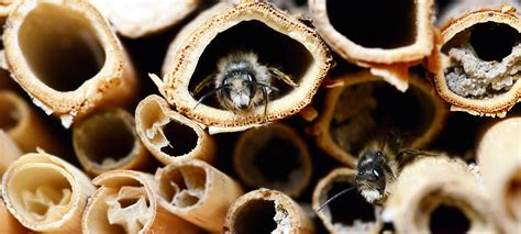 Natürliche Bestäubung - Hummeln kaufen - Bestäubungsimkerei, Nützlinge ...