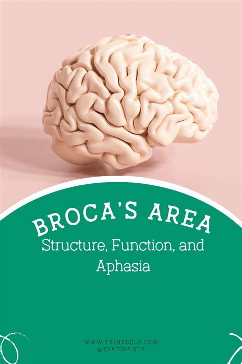 Image result for Broca's area Function