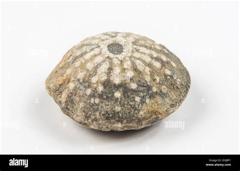 Image result for Round Shell Fossil
