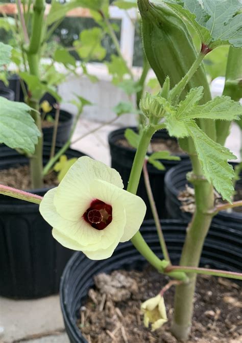 Okra - Gardening at USask - College of Agriculture and Bioresources ...