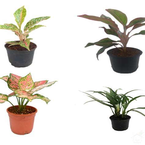 Aglaonema Indoor Plant (Pack of 4)