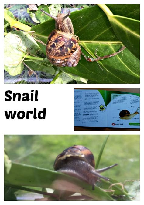 Image result for Snails Learning