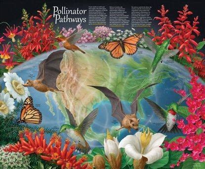 Image result for Insect Pollination Poster