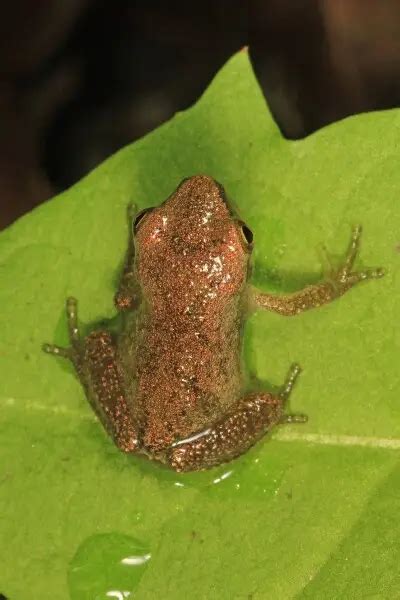 Image result for Animal Spring Peeper