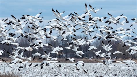 Migration Of Snow Geese