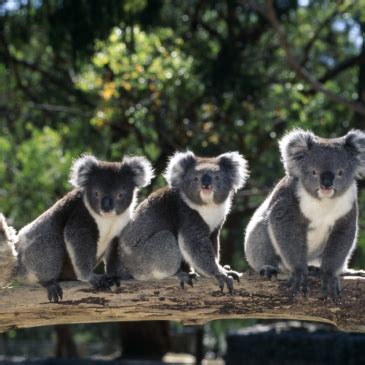 Image result for Go Auto Insurance Phone Number