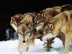 Wallpaper Wolf Pack Images by Wolf Pack Wallpapers Wallpaper Cave Wallpaper Wolf Pack Images