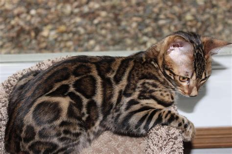 How Much Does A Bengal Cat Cost? - 21Cats.org