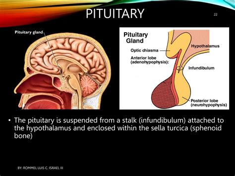 ENDOCRINE SYSTEM - ANATOMY AND PHYSIOLOGY | PPT