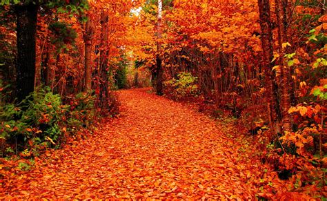 Free photo: Fall - Autumn, Leaves, Plants - Free Download - Jooinn