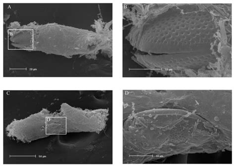 Impact of a Dinophysis acuminata Bloom on the Copepod Acartia clausi ...
