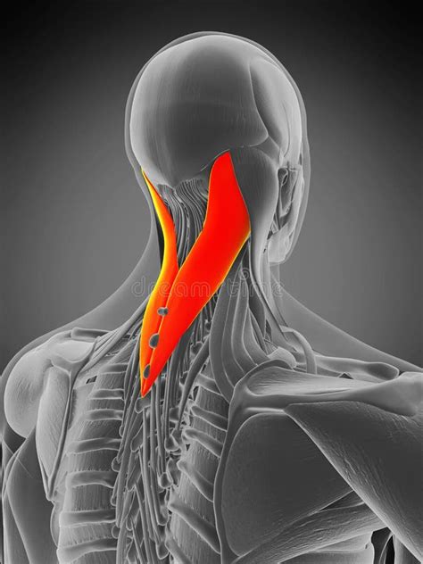 Splenius 的图像结果