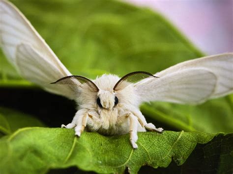 The domestic silk moth, Bombyx mori, is a moth species in the family ...