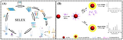 Research Progress in Small-Molecule Detection Using Aptamer-Based SERS ...
