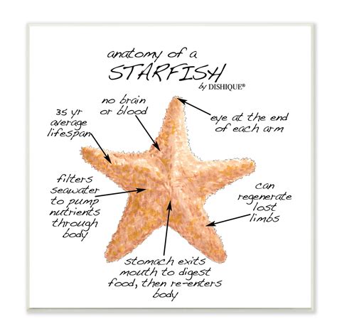 Stupell Industries Anatomy Of Starfish Sea Life Wildlife Educational Facts by - Unframed Graphic ...