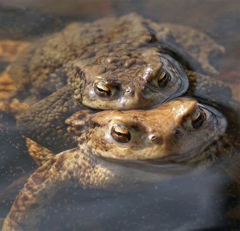 Image result for Fertilisation Types