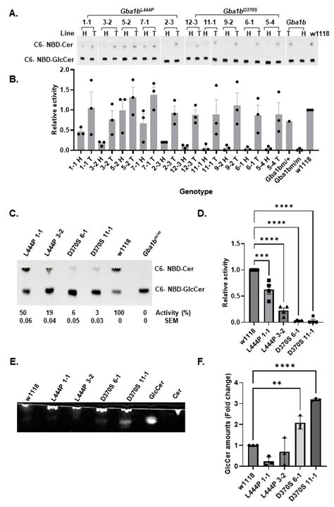 Functional Analysis of Human GBA1 Missense Mutations in Drosophila ...