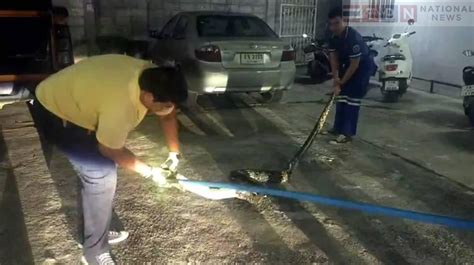 Image result for Kitten Python