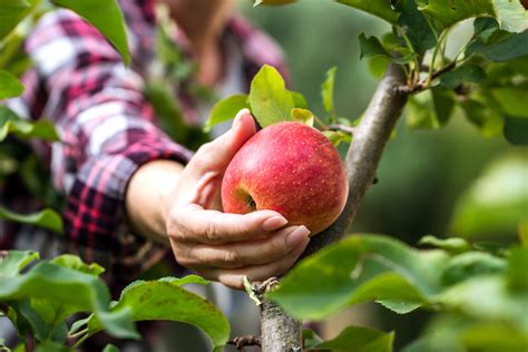 15 Best Apple Picking Orchards in Maryland (2024)