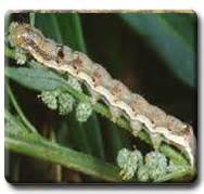 ORGANIC FARMING :: Pest Management of Agricultural Crops