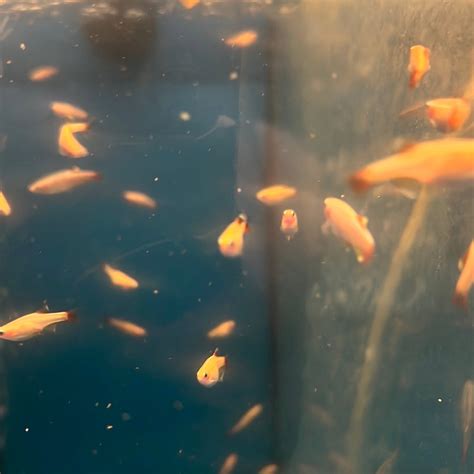 Gold White Clouds -mountain minnows (Tanichthys albonubes) – Tropical ...