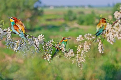 Image result for Spring Spring Spring Like All the Birds