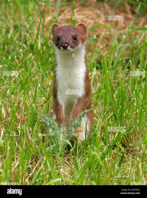 Ermine (Mustela erminea), stoats, large weasel, marten-like, predators, mammals, animals, stoat ...