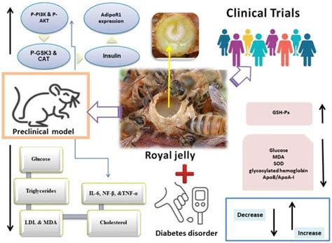Exploring the Therapeutic Potential of Royal Jelly in Metabolic ...