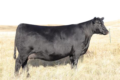 Schaffs Angus Valley