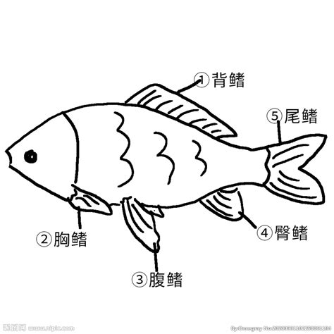黑色的鱼叫什么鱼 - 鱼百科