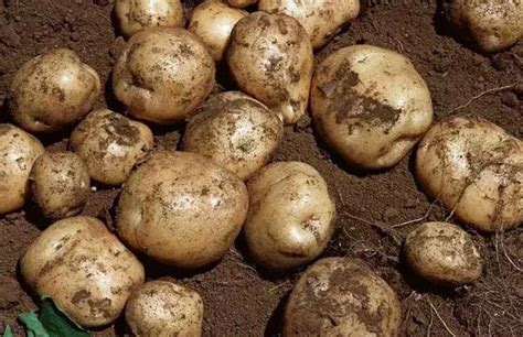 土豆（马铃薯）生长6个时期的要求_块茎