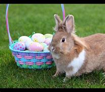 Image result for What Some Cute Bunnies