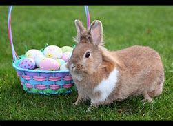 Image result for Small Easter Bunny Pics