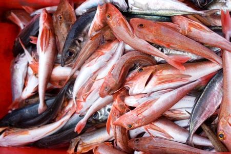 Catamaran fishing in uncharted waters - Rediff.com Business