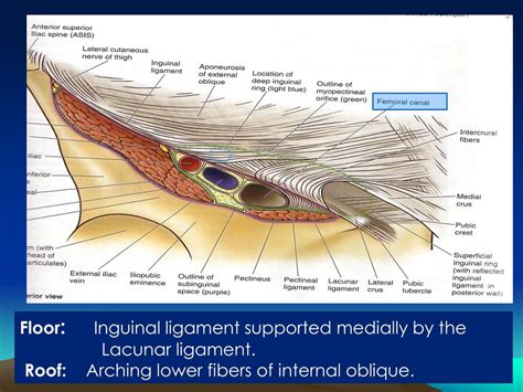 Shelving Edge Inguinal Ligament at Ruby Dougharty blog